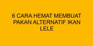 Pakan Alternatif untuk Ikan Lele: Solusi Hemat untuk Pembudidaya