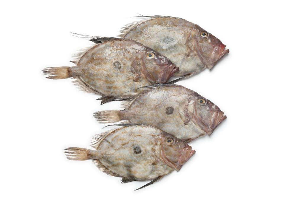 Ikan Dori Vs Ikan Patin Kenali Perbedaan dan Karakteristiknya Ikan Dori Vs Ikan Patin Kenali Perbedaan dan Karakteristiknya