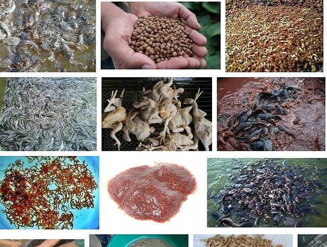 Jenis Pakan Alternatif untuk Ikan Lele Jenis Pakan Alternatif untuk Ikan Lele