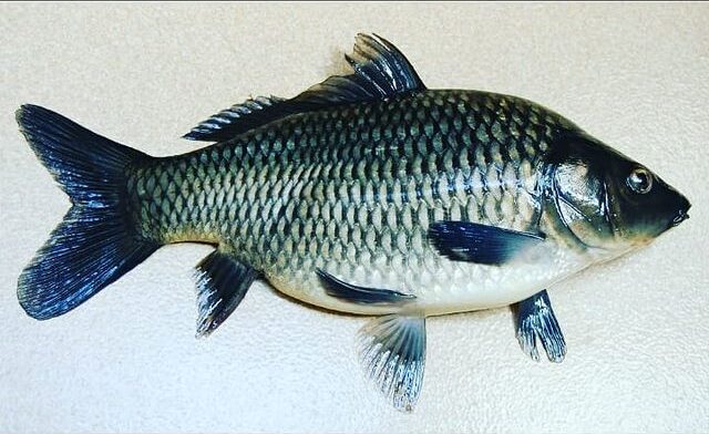 Ikan mas adalah ikan air tawar yang memiliki banyak varietas, baik untuk tujuan konsumsi maupun sebagai ikan hiasan. Ikan mas adalah ikan air tawar yang memiliki banyak varietas, baik untuk tujuan konsumsi maupun sebagai ikan hiasan.