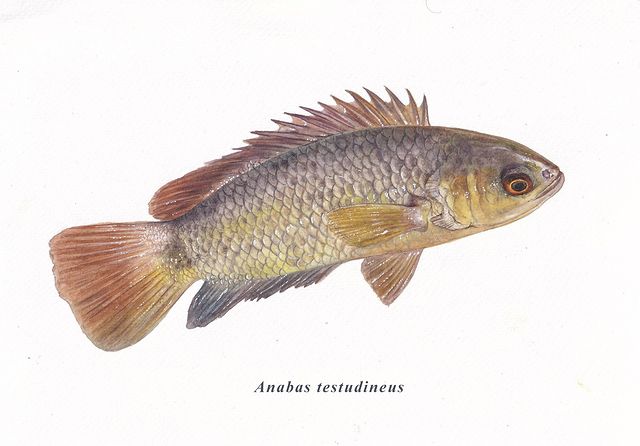 Ikan betik atau Anabas testudineus adalah ikan berukuran sedang dengan sisik keras dan kepala besar. Ikan betik atau Anabas testudineus adalah ikan berukuran sedang dengan sisik keras dan kepala besar.