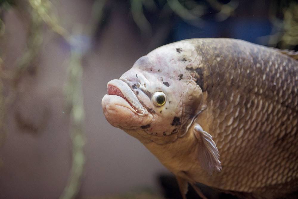 Ikan gurame adalah salah satu jenis ikan air tawar asli Indonesia. Ikan gurame adalah salah satu jenis ikan air tawar asli Indonesia.