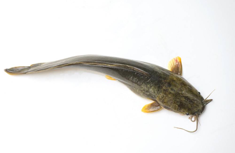 Ikan lele adalah salah satu jenis ikan air tawar yang paling populer di Indonesia. Ikan lele adalah salah satu jenis ikan air tawar yang paling populer di Indonesia.