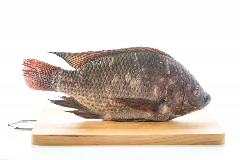 Ikan nila adalah ikan air tawar yang memiliki berbagai jenis.