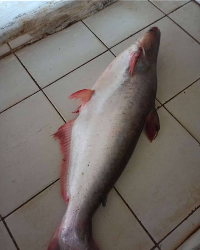Ikan patin adalah salah satu jenis ikan air tawar yang berasal dari Thailand. Ikan patin adalah salah satu jenis ikan air tawar yang berasal dari Thailand.